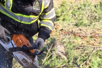 Emergency tree removal